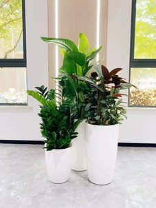 余姚植物租摆服务超出色，究竟藏着啥秘诀？